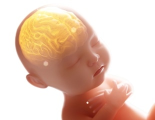 Prenatal bisphenol A exposure may affect brain volume in children