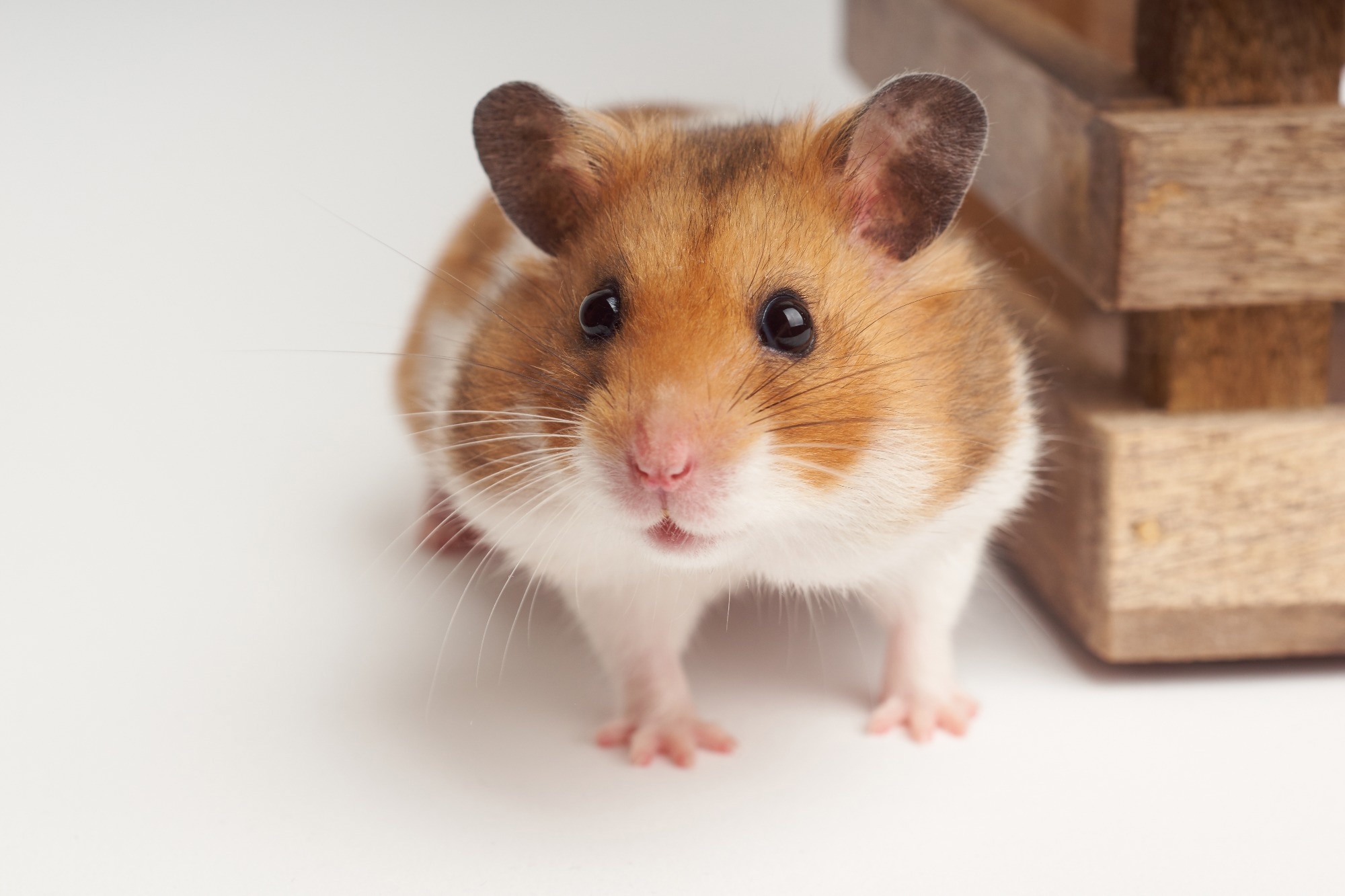 Study: A single-administration therapeutic interfering particle reduces SARS-CoV-2 viral shedding and pathogenesis in hamsters. Image Credit: Johannes Menge/Shutterstock