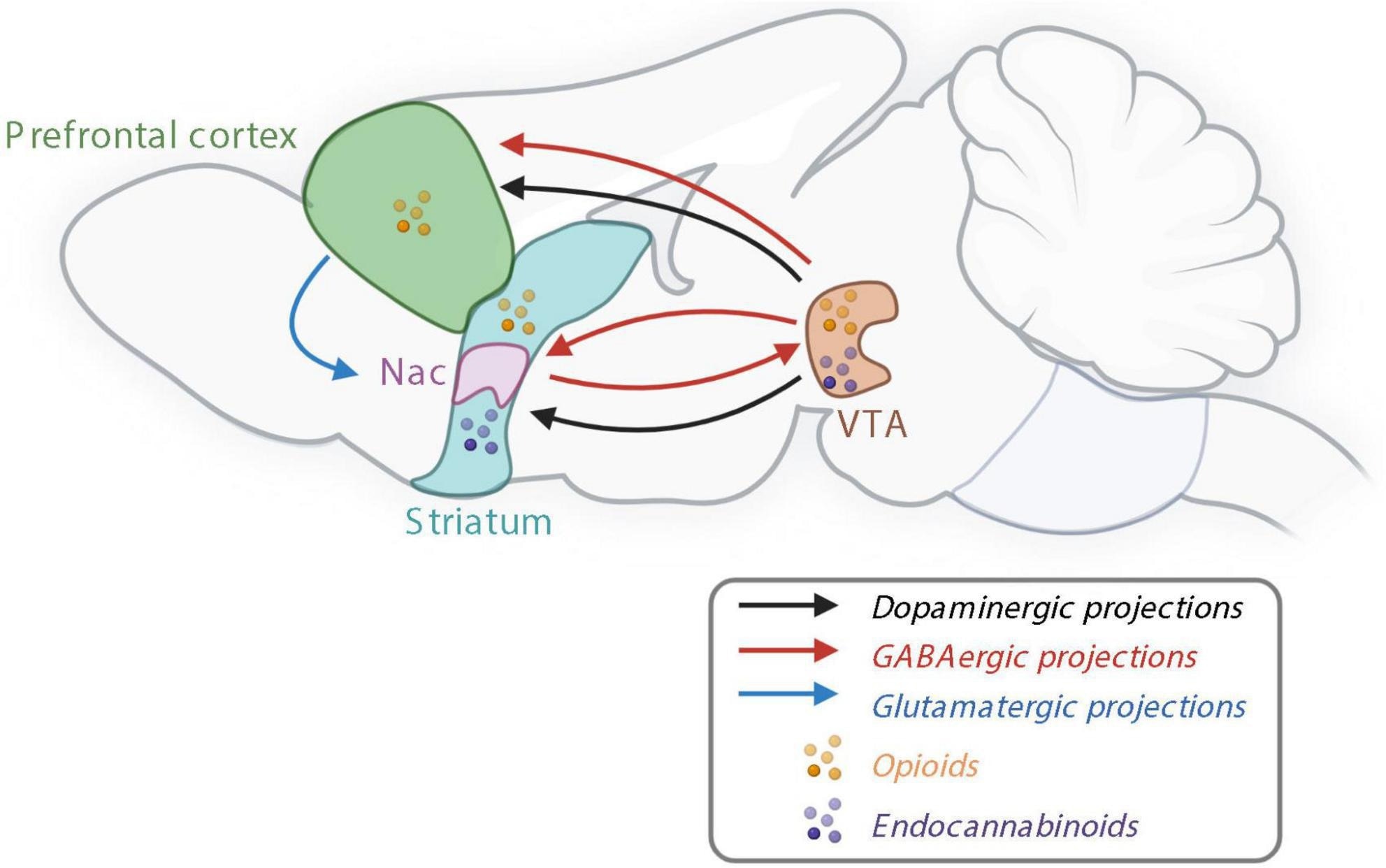 ​​​​​​​The reward system controlling non-homeostatic food intake. Nac, nucleus accumbens; GABA, γ-aminobutyric acid; VTA, ventral tegmental area. Created with BioRender.com.