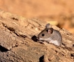 Susceptibility of deer mice and California mice to COVID-19
