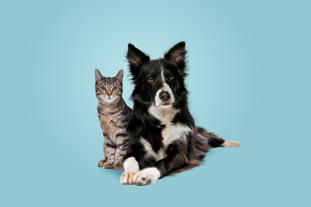 Study: Clinical and epidemiologic features of SARS-CoV-2 in dogs and cats compiled through national surveillance in the United States. Image Credit: Erik Lam / Shutterstock.com