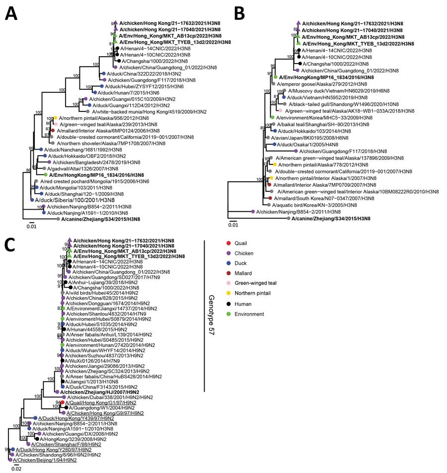 Phylogenetic analysis of influenza A(H3N8) viruses isolated from chicken farms, live poultry markets, and the Mai Po Wetlands, Hong Kong, China (bold). A) Hemagglutinin gene segment; B) neuraminidase gene segment; C) polymerase basic 2 gene segments. Strains were analyzed with other relevant virus sequence data available in public databases (accession numbers in Appendix Table). Trees were generated by using IQ-tree (https://www.iqtree.org) with the general time reversible plus gamma model. Bootstrap values >80% are shown. Scale bars indicate estimated genetic distances.