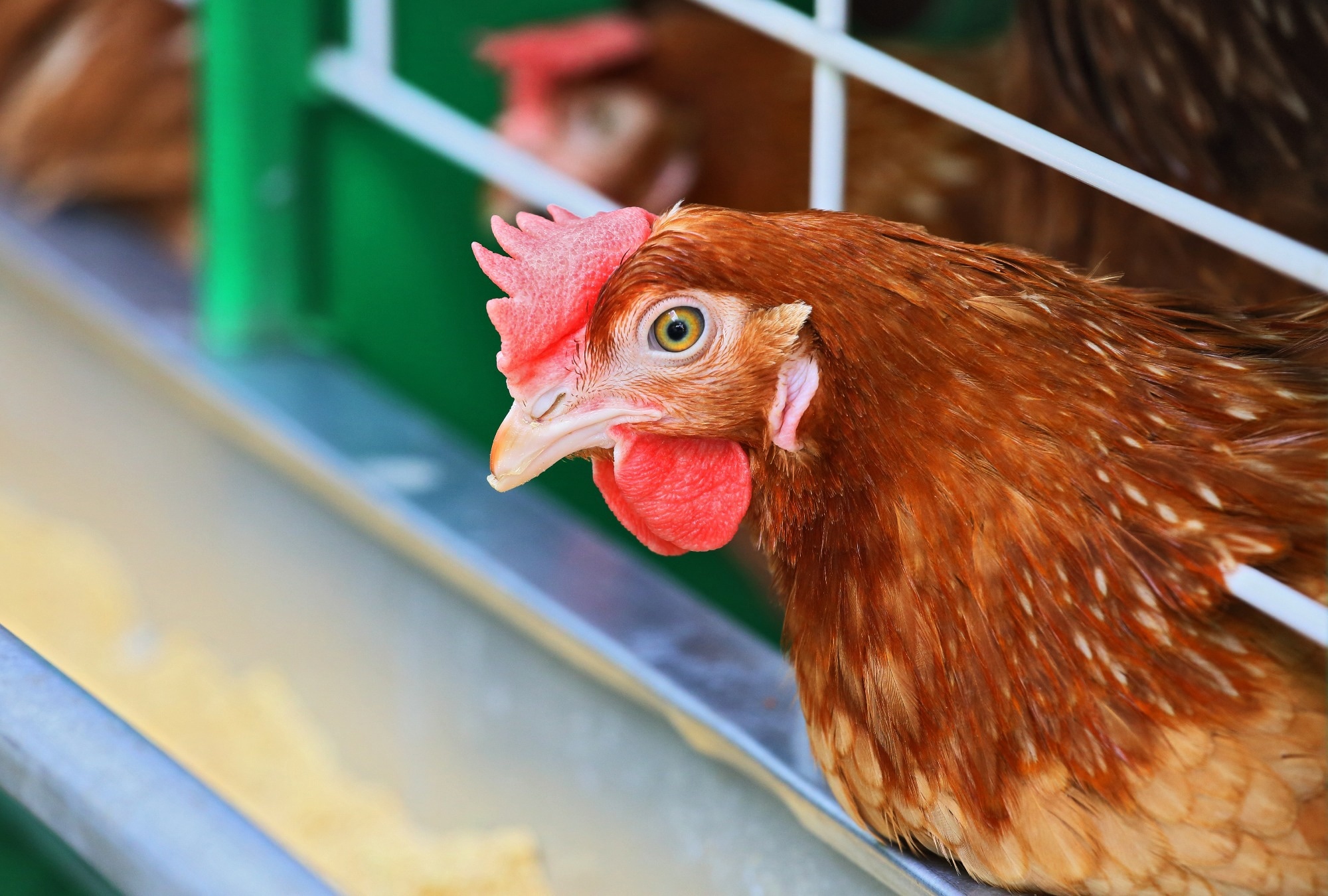 Study: Novel Zoonotic Avian Influenza Virus A(H3N8) Virus in Chicken, Hong Kong, China. Image Credit: krugloff / Shutterstock