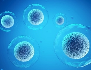 Researchers demonstrate improved culture of primate induced pluripotent stem cells