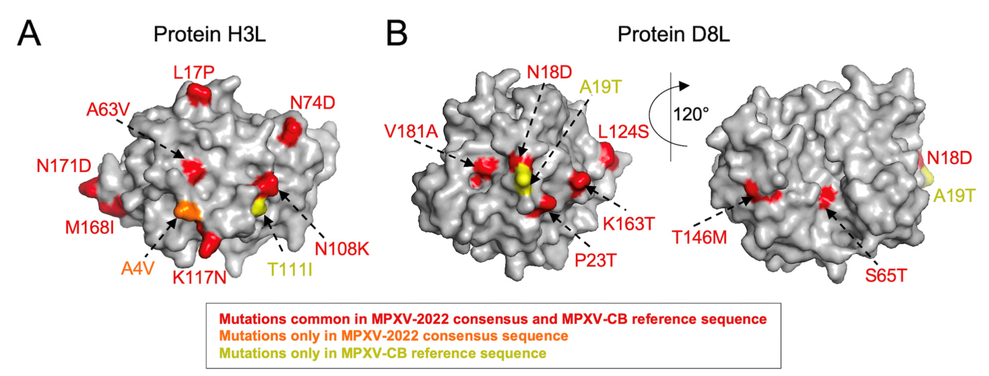 Mapping mutations observed in MPXV-2022 and MPXV-CB on the structure available for VACV (A) H3L [PDB ID: 5EJ0] and (B) D8L [PDB ID: 4E9O] surface proteins. The core structure of each protein is shown in gray, while mutations and their labels are colored according to the scheme in the legend.