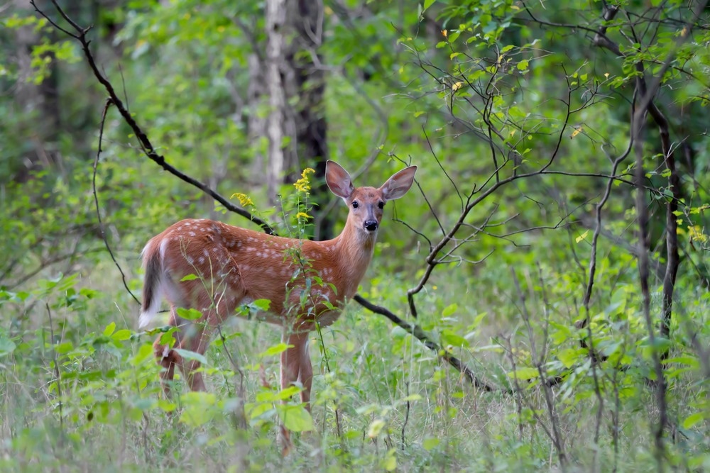 Study: White-tailed deer (Odocoileus virginianus) may serve as a wildlife reservoir for nearly extinct SARS-CoV-2 variants of concern. Image Credit: Jim Cumming/Shutterstock