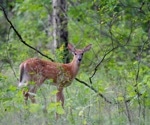 The prevalence, genetic diversity, and evolution of SARS-CoV-2 in white-tailed deer in New York