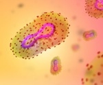DNA levels of monkeypox correlate with virus infectivity