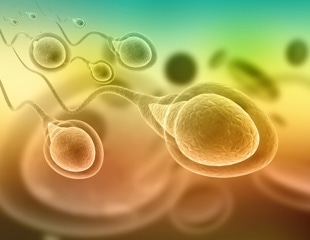 How does SARS-CoV-2 infection impact fertility in men?