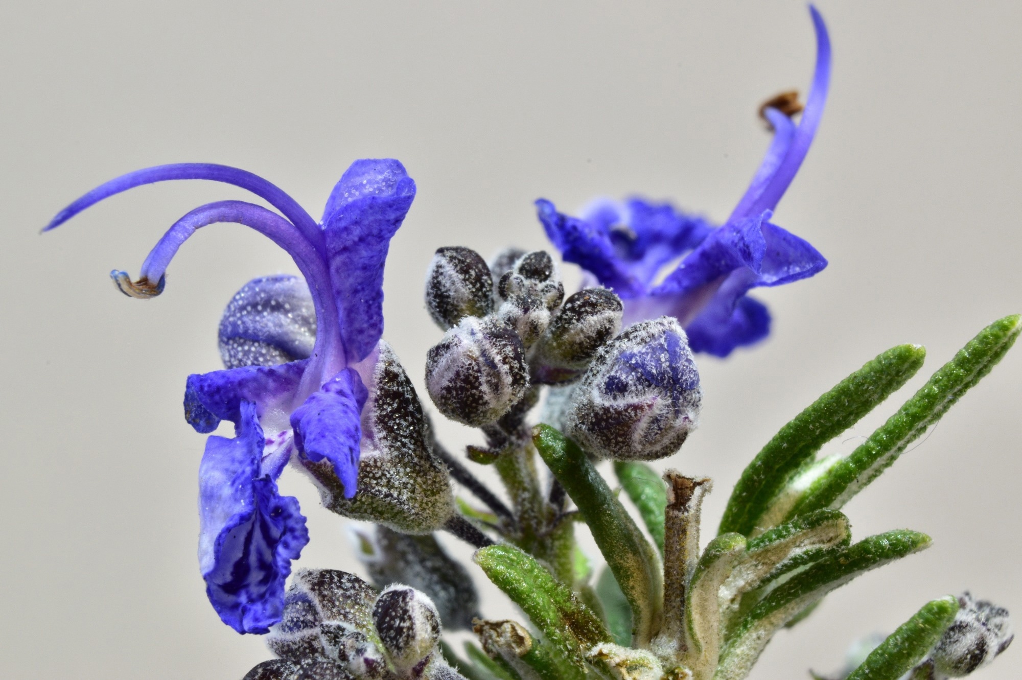 Study: Therapeutic Plants with Immunoregulatory Activity and Their Applications: A Scientific Vision of Traditional Medicine in Times of COVID-19. Image Credit: cfsmady / Shutterstock