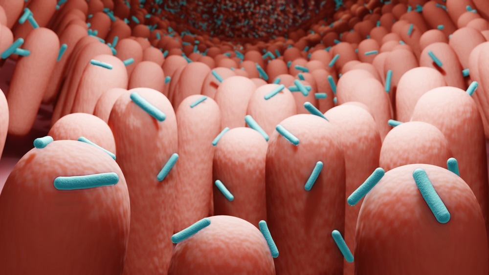 Study: Correlation between human gut microbiome and diseases. Image Credit: ART-ur/Shutterstock