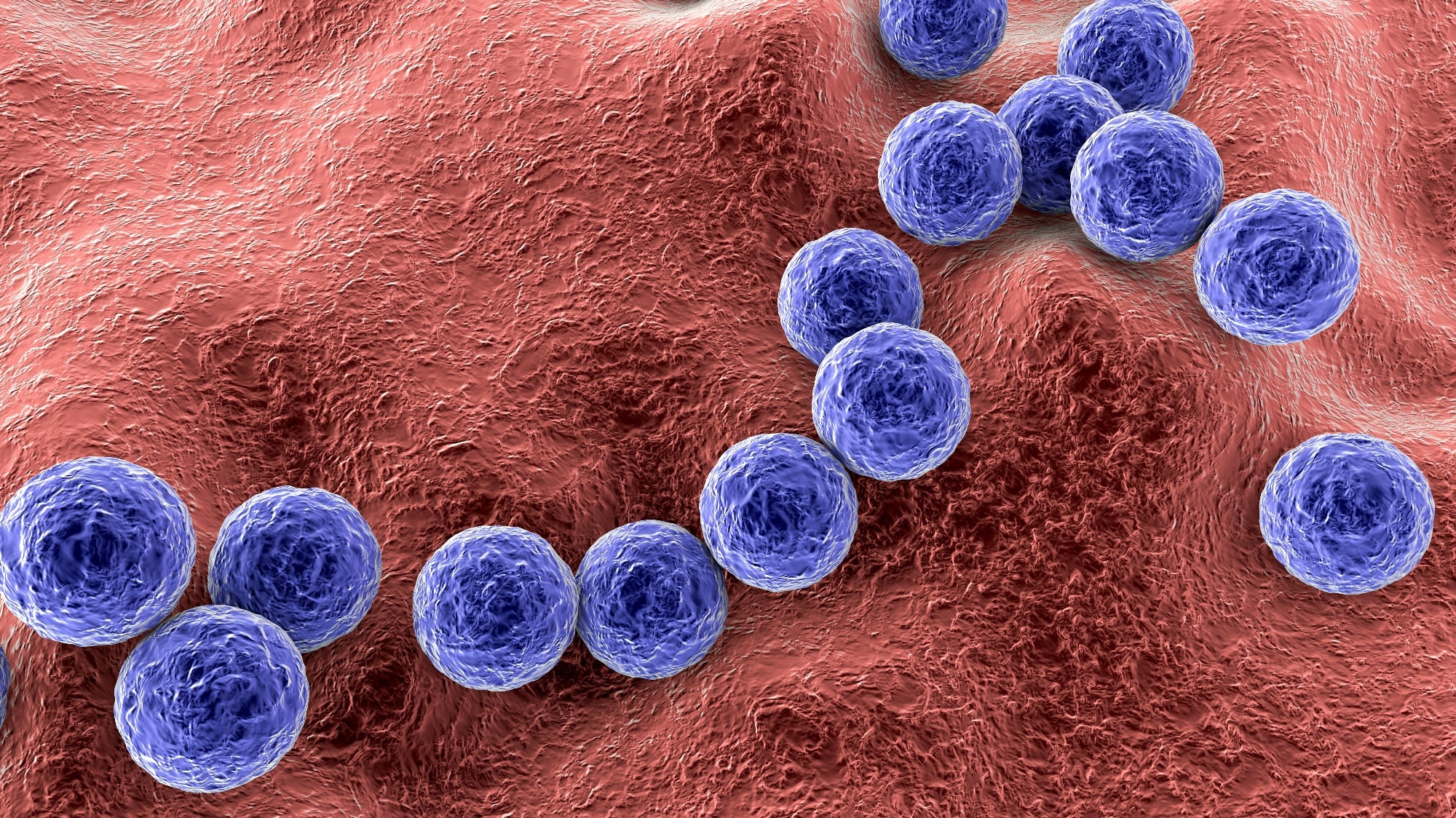 Bactéries à Gram positif Streptococcus agalactiae.  Crédit d'image : Kateryna Kon/Shutterstock