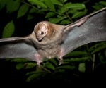 Climate change has increased the risk of bat-borne pathogen spillover