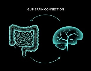 Study reveals gut-brain circuits drive cravings for fatty foods