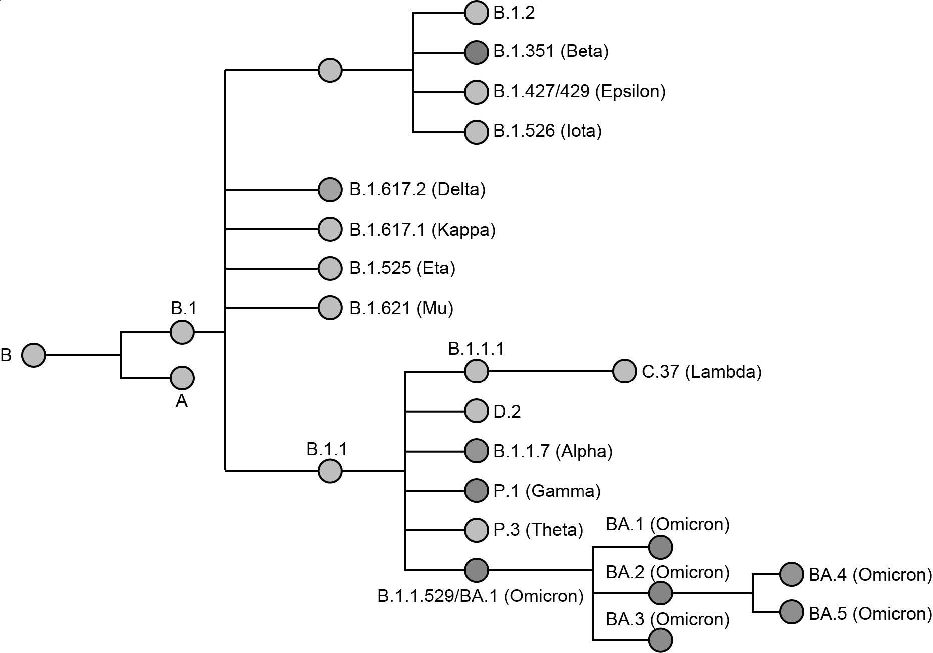 رابطه فیلوژنتیکی انواع نامگذاری شده SARS-CoV-2.  انواع نگرانی (VOC) توسط یک گره رنگی نشان داده می شود.  درخت فیلوژنتیک از داده های ارائه شده توسط NextStrain، CoVariants (یعنی covariants.org) و Pangolin (یعنی cov-lineages.org) اقتباس شده است.
