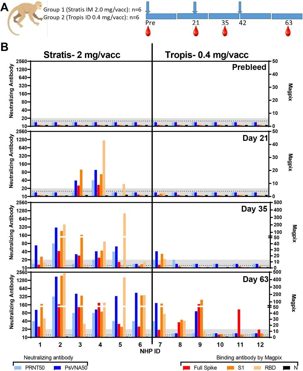 Neutralizing and binding antibody responses. PRNT50, PsVNA50, and Magpix titers from sera collected at various timepoints. A) Design. (blue arrows = vaccine dosing; red drops = blood collection time points). B) Neutralizing and binding antibody values at the indicated timepoints. Assay lower limits are shown as gray shaded area.