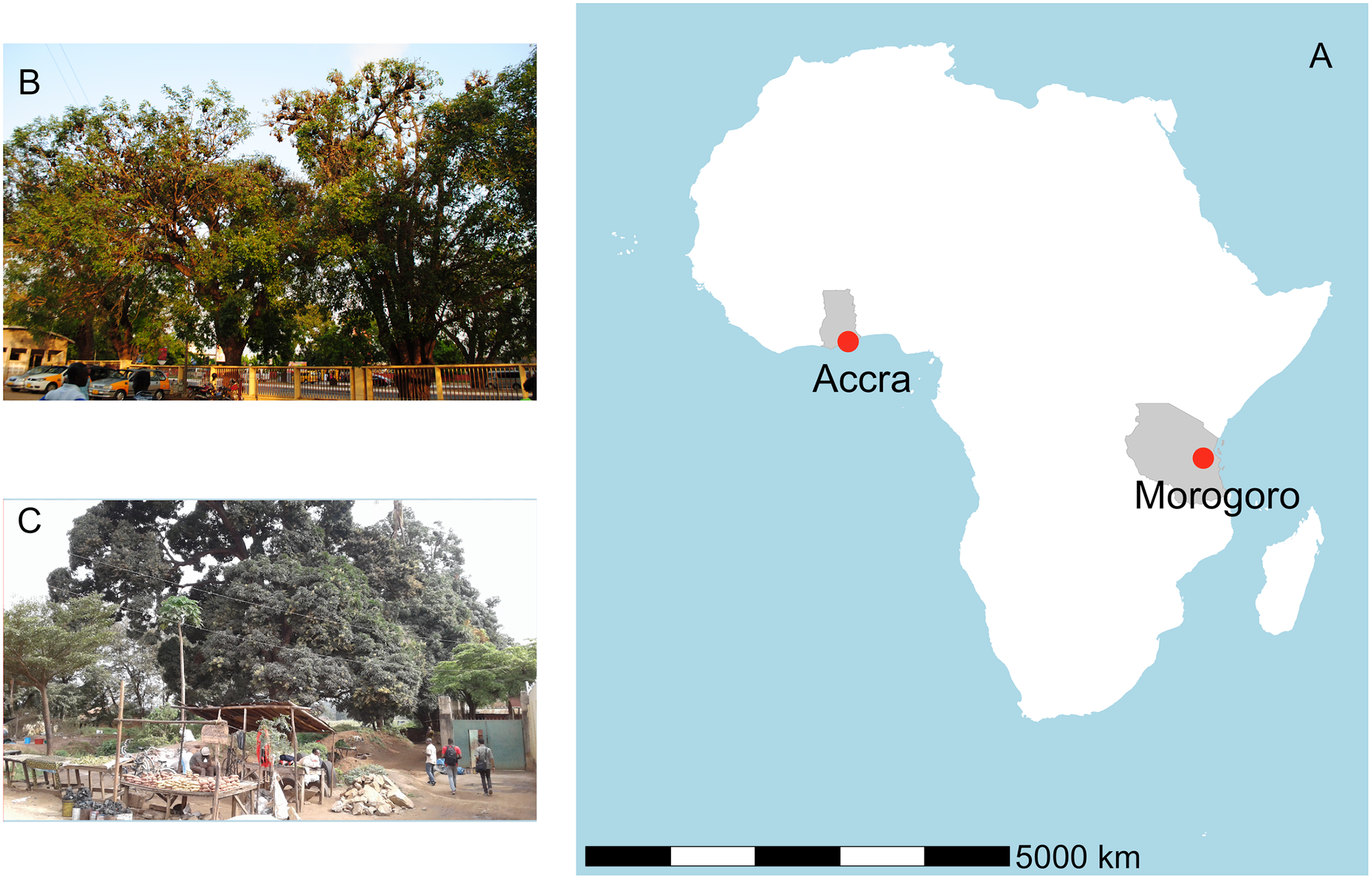 Panel A shows the locations of the roosts in Africa. Panel B shows some of the trees occupied at the 37 Military Hospital in Accra, Ghana and Panel C shows roosting bats at the Kikundi Market in Morogoro, Tanzania.