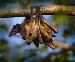 Coronavirus shedding by straw-colored fruit bats in Africa with potential for zoonotic pathogen transmission