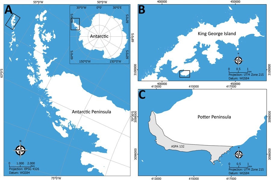 Sampling locations for study of Histoplasma capsulatum in Antarctica. A) Location of the Antarctic Peninsula in the Antarctica continent; B) King George Island; C) Potter Island and the Antarctic Specially Protected Area ASPA N°132. Source: SCAR Antarctic Digital Database (https://www.scar.org/resources/antarctic-digital-database).