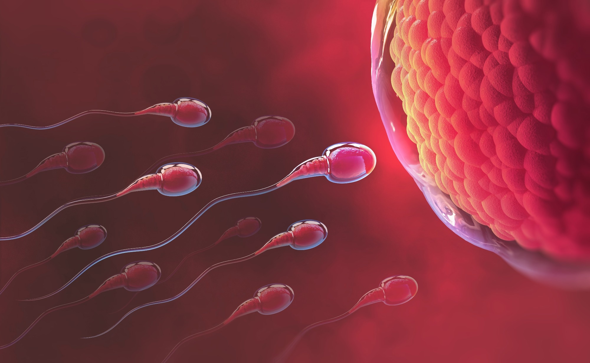 Study: Sperm quality is not affected by the BNT162b2 mRNA SARS-CoV-2 vaccine: results of a 6–14 months follow-up. ​​​​​​​Image Credit: Yurchanka Siarhei / Shutterstock