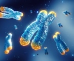 Study finds telomeres can set damage thresholds for cancer cells above which they cannot continue to divide