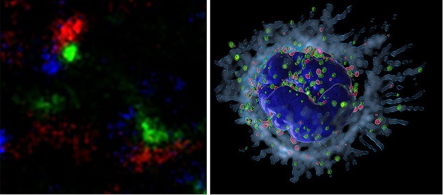 Scientists uncover key details of an immune-cell process that underlies excessive inflammation