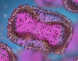 Virology of the human monkeypox virus