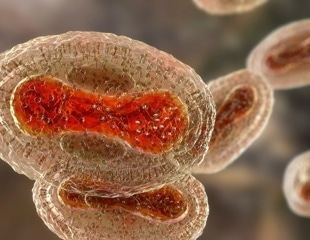 How smallpox and monkeypox viruses affect the nervous system