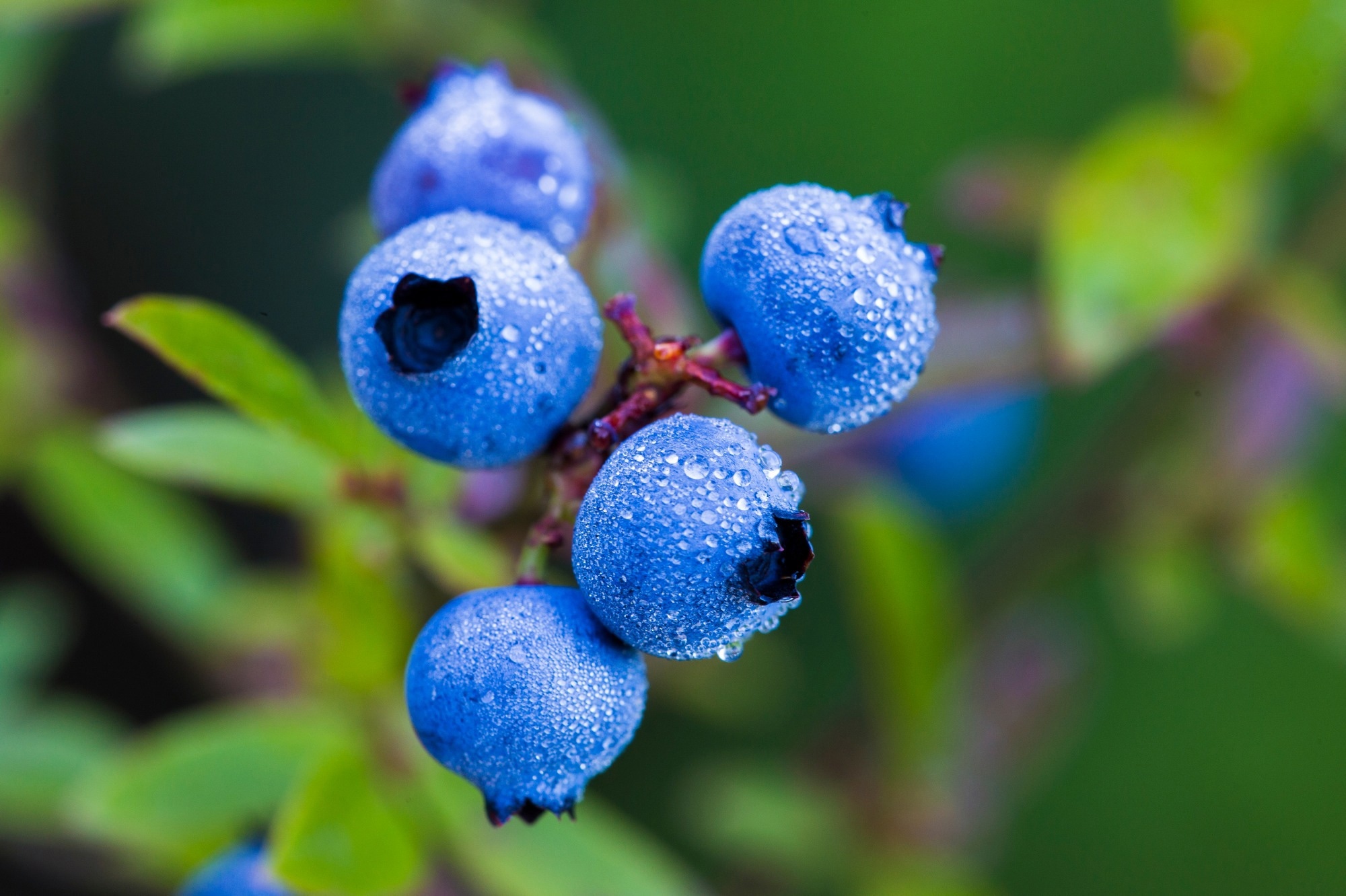 Blueberries a tasty intervention against age-related cognitive decline – News-Medical.Net