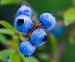 Blueberries, a tasty intervention against age-related cognitive decline
