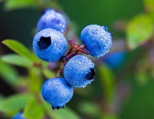 Blueberries, a tasty intervention against age-related cognitive decline