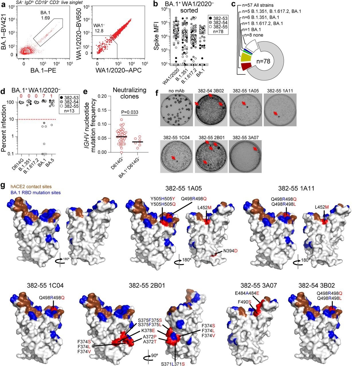 Characterization of BA.1-specific mAbs.  (a) Gating strategy for sorting BA.1+ WA1/2020− MBC 17 weeks after boost PBMC.  (b) Binding of mAbs from BA.1+ WA1/2020− sorted MBCs to indicated strains of SARS-CoV-2 S, measured using a multiplex bead-binding array.  (c) Summary of mAb binding.  (d) Neutralizing activity of BA.1+ WA1/2020− binding mAbs against the indicated strains of authentic SARS-CoV-2 virus.  The numbers above each virus refer to mAbs below the 90% infection reduction threshold.  (e) IGHV mutation frequencies of clones related to the mAbs from participants 382-54 and 382-55 that neutralized D164G (left) and BA.1 but not D614G (right).  Black lines indicate medians.  Each symbol represents a sequence;  n = 39 for D614G+ and n = 7 for BA.1+ D614G−.  (f) Plaque assays on Vero E6 cells with indicated mAb in overlay to isolate escape mutants (red arrows).  Images are representative of three experiments per mAb.  (g) Structure of RBD with hACE2 footprint highlighted in brown, BA.1 mutations highlighted in blue, and amino acids whose substitution confers resistance to indicated mAbs in plaque assays highlighted in red.