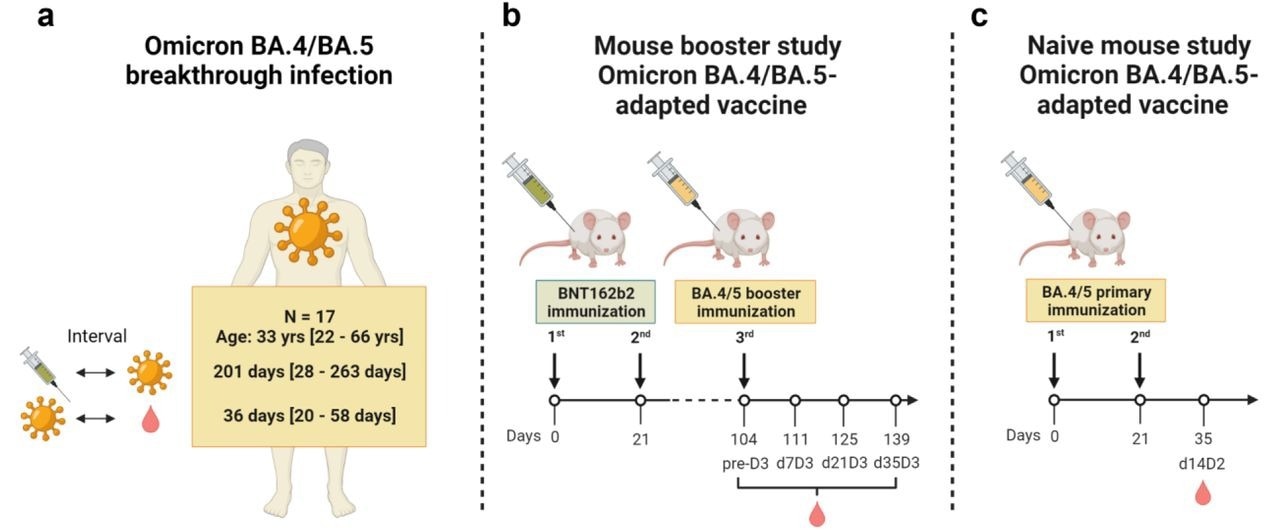 طراحی مطالعه.  (الف) تأثیر عفونت اولیه Omicron BA.4/BA.5 بر فعالیت خنثی کننده سرم در افراد واکسینه شده با سه دوز واکسن mRNA COVID-19 (رژیم های همولوگ یا هترولوگ BNT162b2/mRNA-1273) که متعاقباً تجربه یک عفونت با Omicron BA.4 یا BA.5.  فواصل بین واکسیناسیون، عفونت اولیه و نمونه برداری به عنوان میانگین/محدوده نشان داده شده است.  (ب) اثرات نمونه اولیه واکسن تقویت‌کننده سازگار با Omicron BA.4/BA.5 بر فعالیت خنثی‌کننده سرم در موش‌هایی که دو بار با فاصله 21 روز با BNT162b2 واکسینه شده بودند، و به دنبال آن دوز تقویت‌کننده BA.4/BA.5 سازگار بررسی شد. واکسن 3.5 ماه بعد  فعالیت خنثی کننده قبل از (قبل از D3) و 7، 21 و 35 روز پس از تقویت کننده (به ترتیب d7D3، d21D3، d35D3) ارزیابی شد.  (ج) اثرات واکسن‌های اولیه Omicron BA.4/BA.5 بر فعالیت خنثی‌کننده سرم در موش‌های ساده واکسینه شده دو بار به فاصله 21 روز با واکسن‌های BA.4/BA.5 مورد بررسی قرار گرفت.  فعالیت خنثی کننده 14 روز پس از تجویز دوز دوم (d14D2) ارزیابی شد.  خلوص و یکپارچگی RNA نسبتاً بالا و بیان آنتی ژن ها در شرایط آزمایشگاهی برای واکسن های BNT162b2 و Omicron تأیید شد.