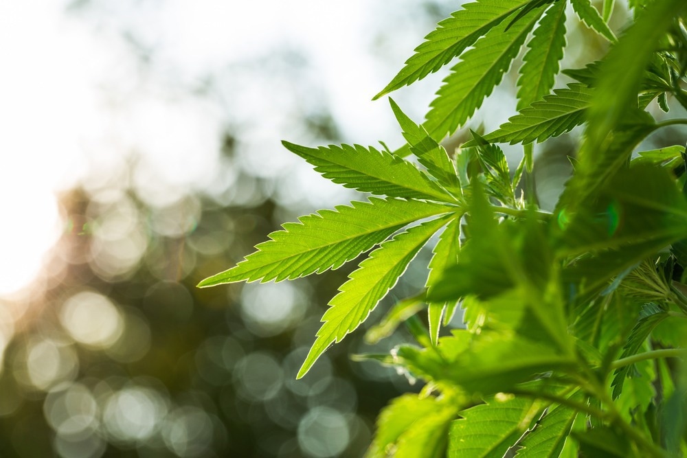 Study: Relationship between marijuana use and Overactive Bladder (OAB): a cross-sectional research of National Health and Nutrition Examination Survey (NHANES) 2005 to 2018. Image Credit: Jan Faukner / Shutterstock.com