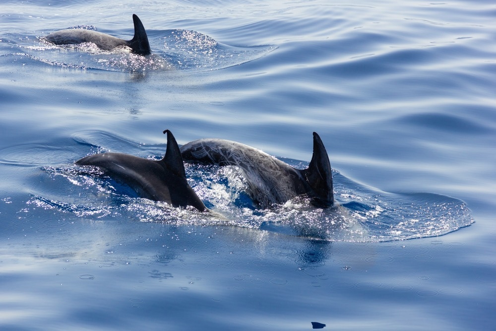 Study: Potential SARS-CoV-2 Susceptibility of Cetaceans Stranded along the Italian Coastline. Image Credit: Josu Ozkaritz / Shutterstock.com