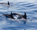 Italian scientists investigate whether stranded cetaceans show evidence of SARS-CoV-2 infection