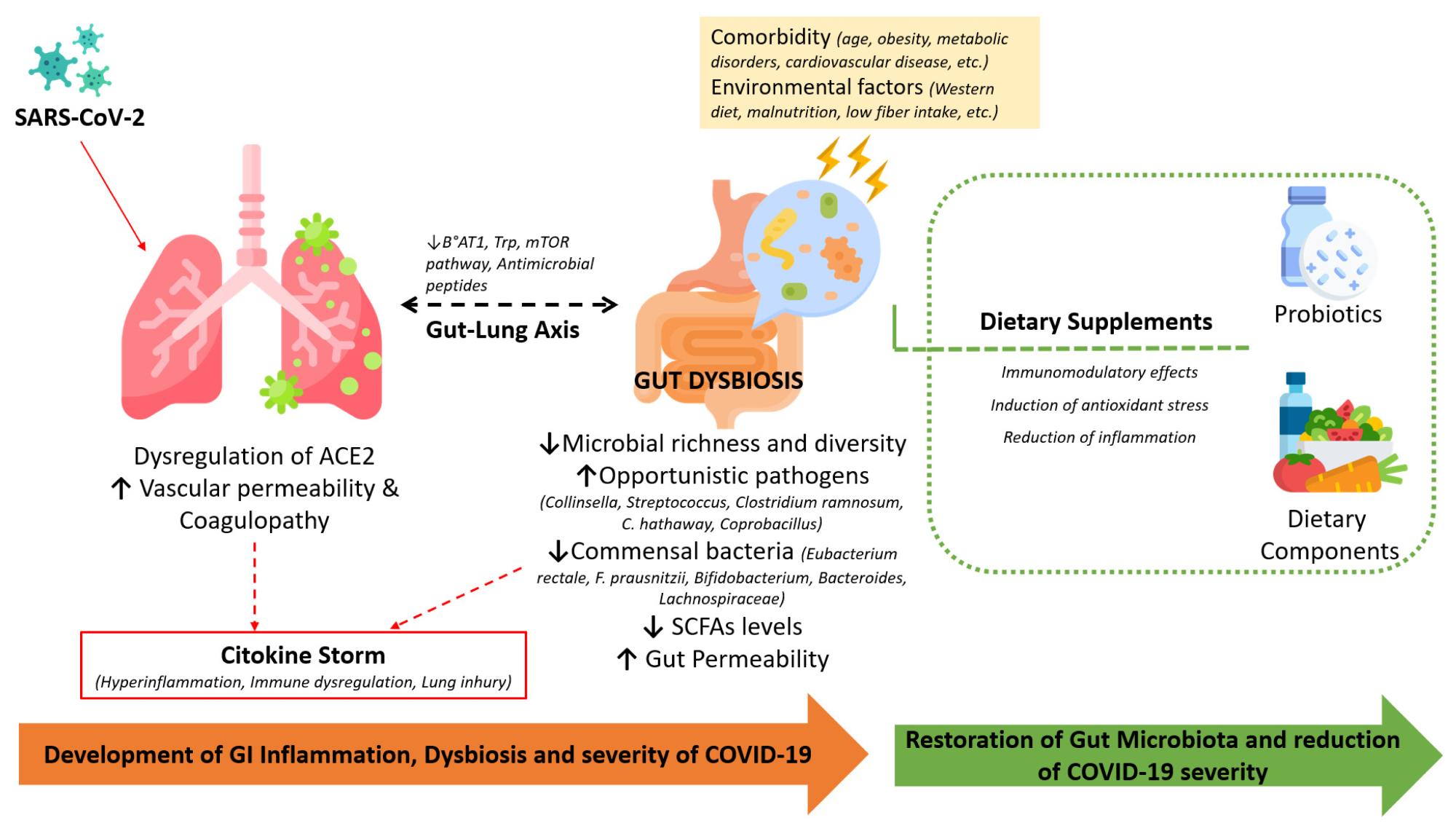 The involvement of the infection-induced dysregulation of ACE-2, comorbidities, and alterations in the gut microbiota during COVID-19 and the beneficial effects of dietary supplements in restoring the microbiota and immune homeostasis.