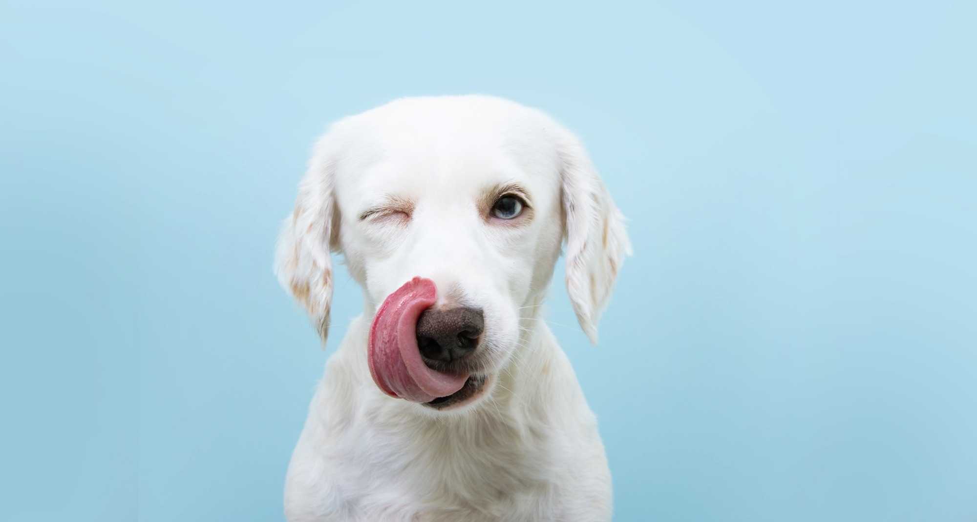مطالعه: سگ‌ها می‌توانند بین بوهای اولیه انسان و شرایط استرس روانی تفاوت قائل شوند.  اعتبار تصویر: smrm1977/Shutterstock