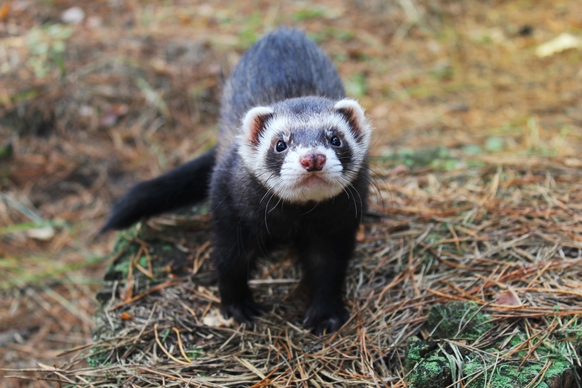 Study: Immunogenicity, Safety, and Anti-Viral Efficacy of a Subunit SARS-CoV-2 Vaccine Candidate in Captive Black-Footed Ferrets (Mustela nigripes) and Their Susceptibility to Viral Challenge. Image Credit: Piskova Photo/Shutterstock