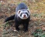 Study evaluates efficacy of a candidate SARS-CoV-2 subunit vaccine to protect endangered black-footed-ferrets