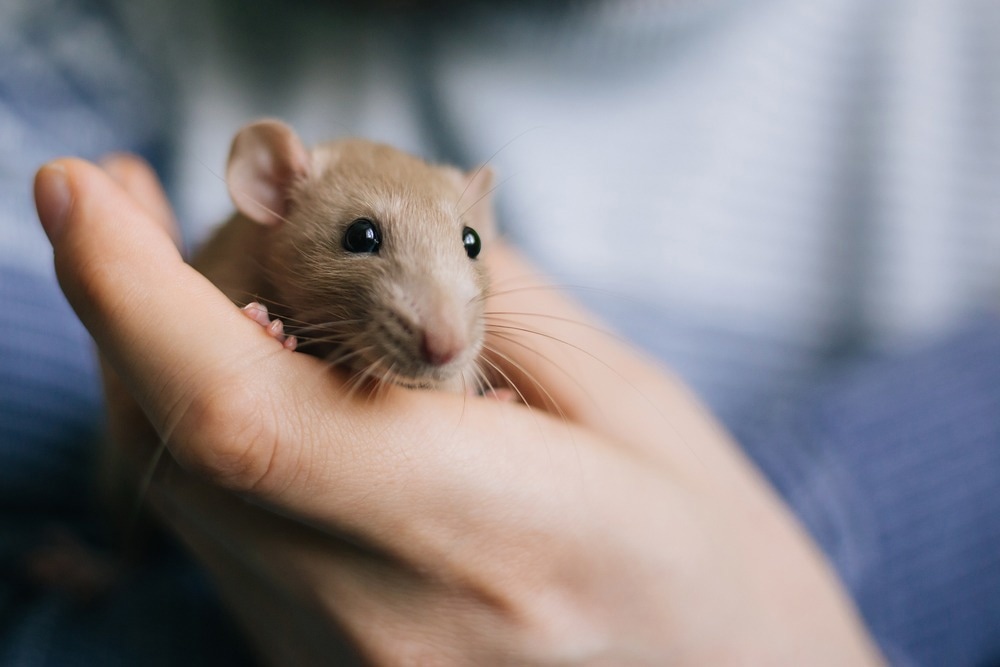 Study: SARS-CoV-2 infection in domestic rats after transmission from their infected owner. Image Credit: VeronArt16 / Shutterstock.com