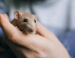 SARS-CoV-2 transmission from infected owner to pet rats