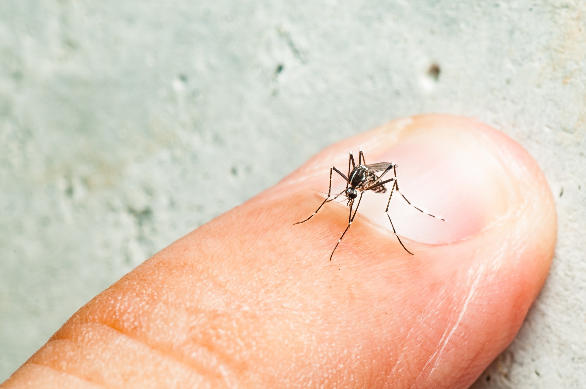 Study: Differential mosquito attraction to humans is associated with skin-derived carboxylic acid levels. Image Credit: Fendizz / Shutterstock