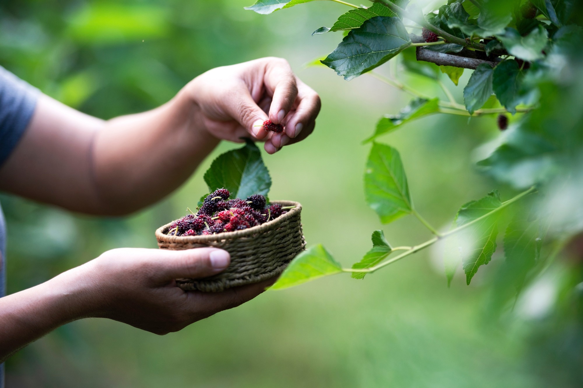 Study: Mulberry Component Kuwanon C Exerts Potent Therapeutic Efficacy In Vitro against COVID-19 by Blocking the SARS-CoV-2 Spike S1 RBD:ACE2 Receptor Interaction. Image Credit: Somchai_Stock/Shutterstock