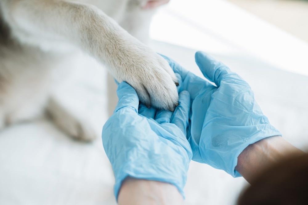 One Medicine: how human and veterinary medicine can benefit each other