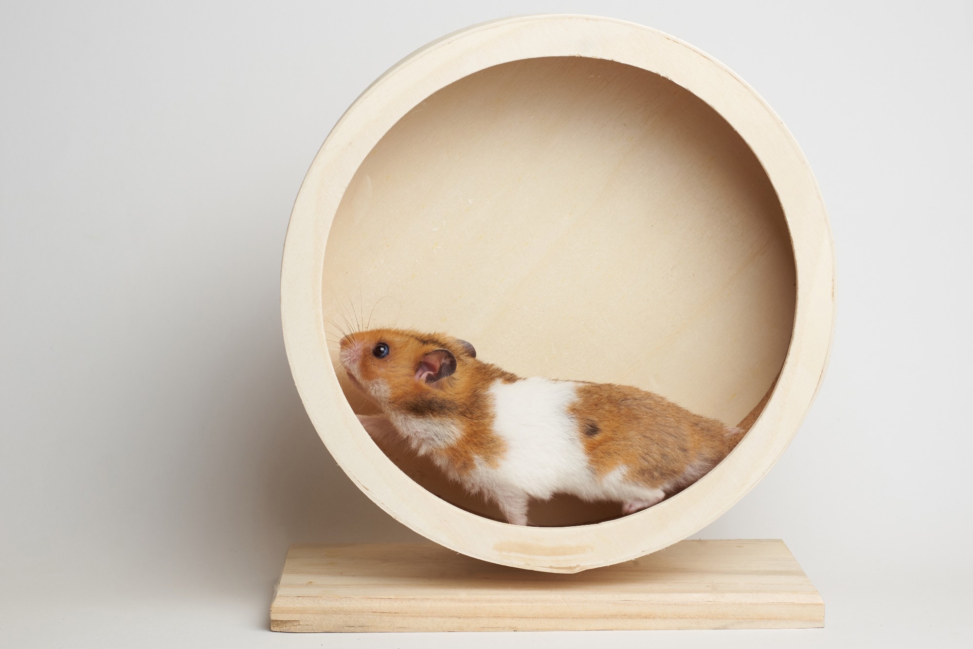 Study: Nebulized mRNA-Encoded Antibodies Protect Hamsters from SARS-CoV-2 Infection. Image Credit: Johannes Menge/Shutterstock