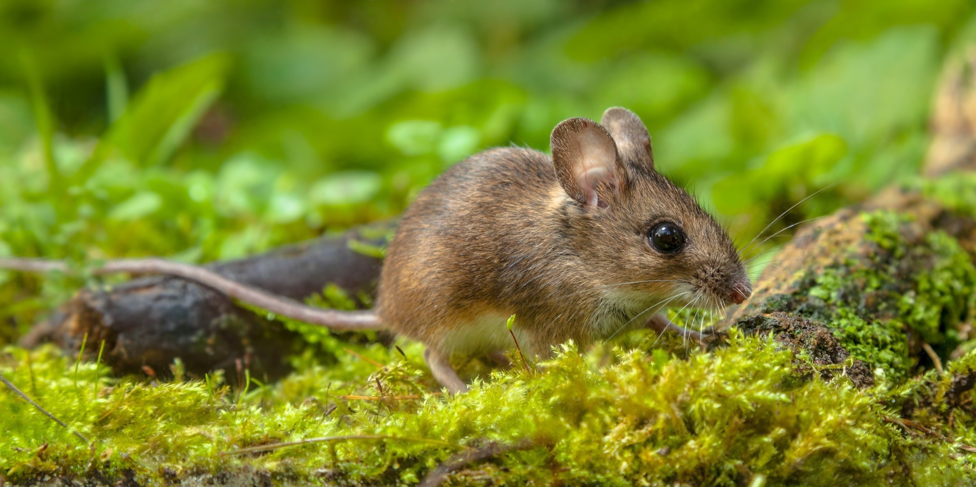 Research Letter: Serologic Surveillance for SARS-CoV-2 Infection among Wild Rodents, Europe. Image Credit: Rudmer Zwerver / Shutterstock
