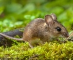 Study finds no evidence of major SARS-CoV-2 spread among wild rodents