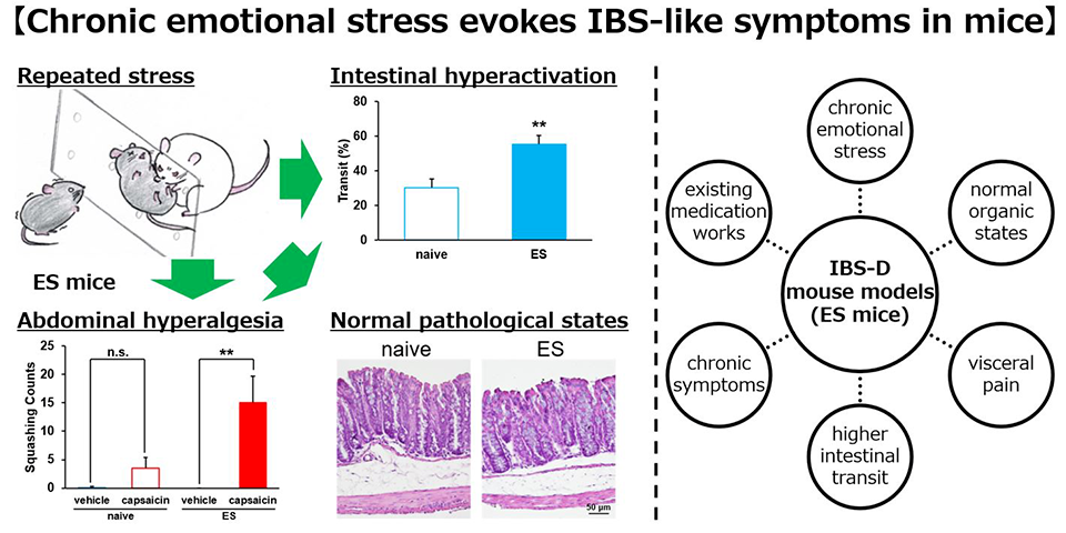 Repeated emotional stress in mice provokes irritable bowel syndrome-like symptoms