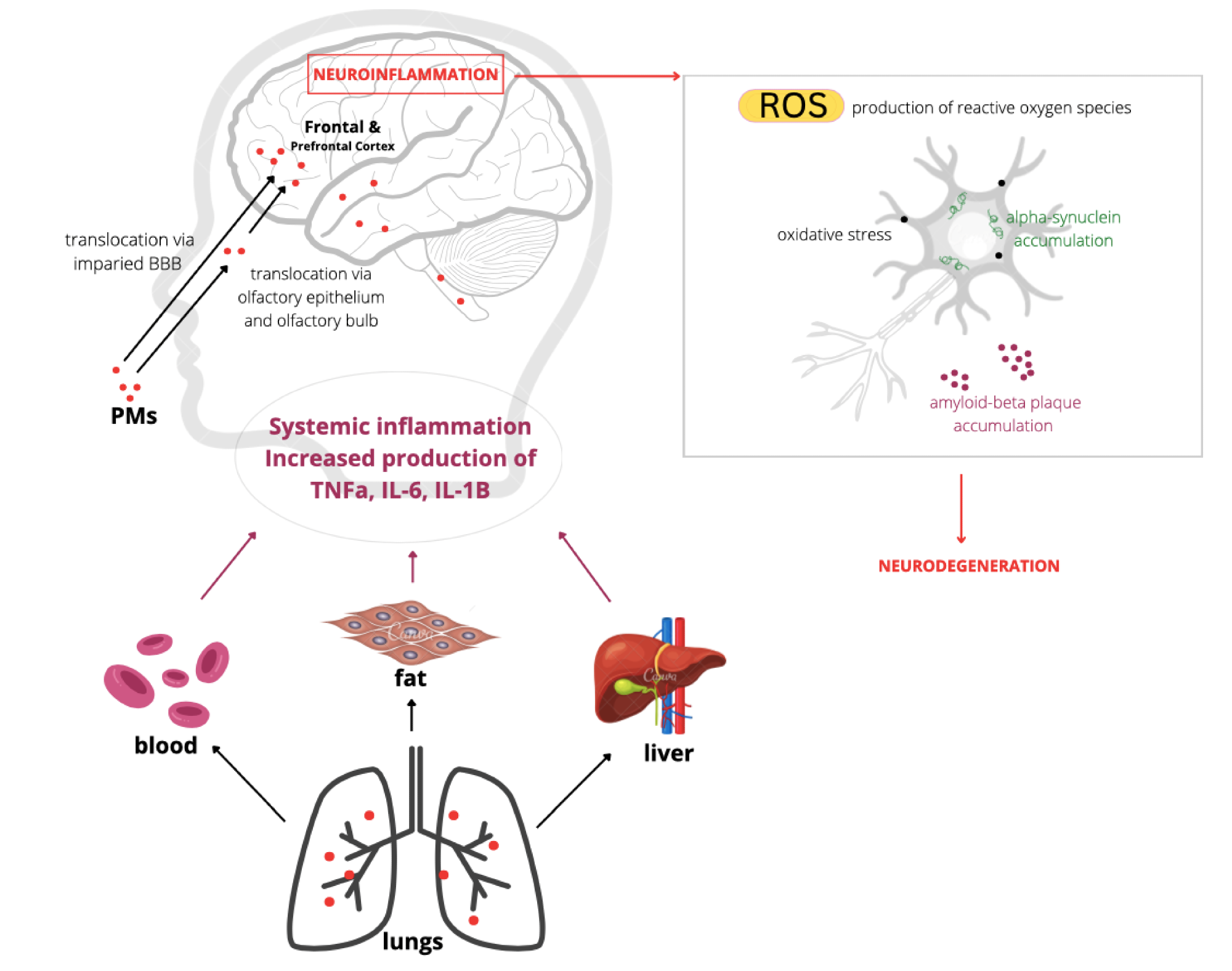 Example of mechanisms of action leading to developmental neurotoxicity from inhalation of particulate matter. Note: TNFa, tumor necrosis factor alpha; IL-6, interleukin-6; IL-1B, interleukin-1 beta; BBB, blood–brain barrier; ROS, reactive oxygen species.